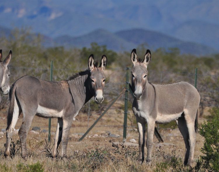 donkeys
